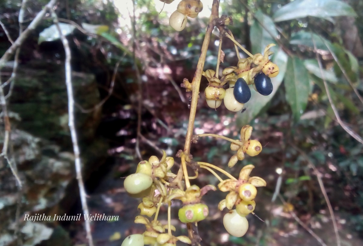 Campylospermum serratum (Gaertn.) Bittrich & M.C.E.Amaral